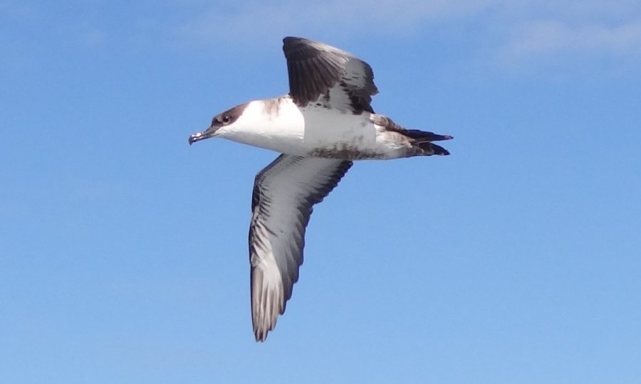 Great Shearwater, Bay of Fundy, August 2014 - Larry Neily